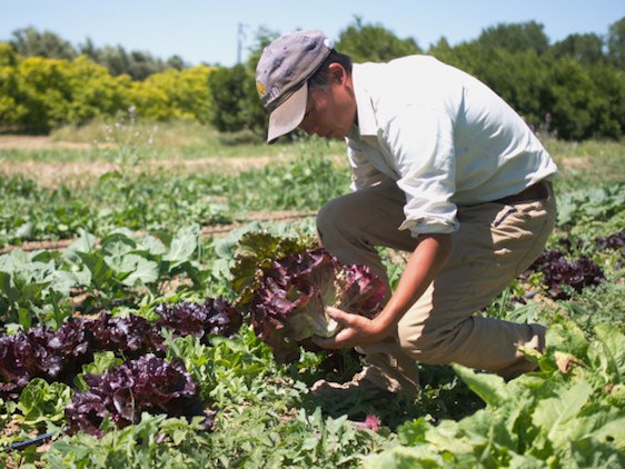 Photo of Kristyn Leach, an East Asian person in a baseball cap rises from a field of green with lettuce in her hands. Photo by Melissa Hung.